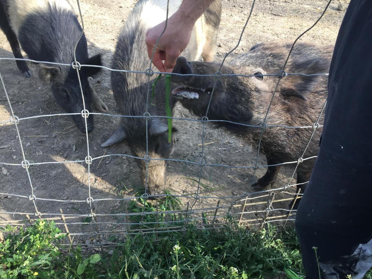 Agriturismo San Leone فولتيرا المظهر الخارجي الصورة